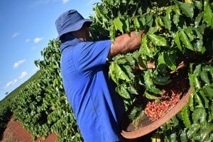 El proceso de recogida manual o _picking_ garantiza la recogida de cerezas en su punto óptimo de maduración, y es una tradición en los países centroamericanos y Colombia